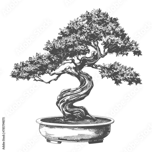 bonsai tree images using Old engraving style body black color only