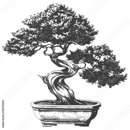 bonsai tree images using Old engraving style body black color only