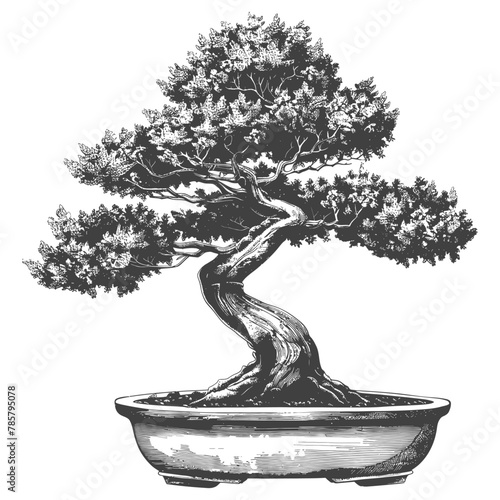 bonsai tree images using Old engraving style body black color only