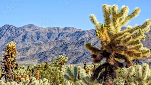 Cholla Cactus Garden with mountains in the background, Joshua Tree National Park, USA