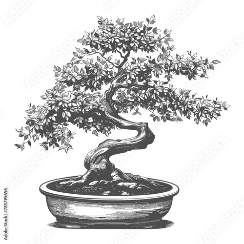 bonsai tree images using Old engraving style body black color only