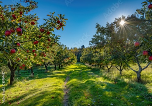 Apple orchard in autumn green grass  beautiful scenery  green nature