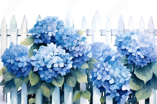 Watercolor blue hydrangea flowers and white picket fence. Hand drawn illustration. photo