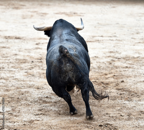 un toro bravo en españa con grandes cuernos