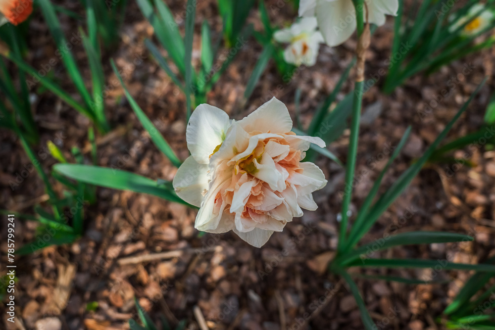 Peachy Flowers in Bloom, Atlanta Botanical Garden, Atlanta, Georgia Peachy Flowers in Bloom, Atlanta Botanical Garden, Atlanta, Georgia