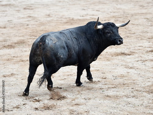 spanish bull with big horns in spain in a traditional spectacle of bullfight
