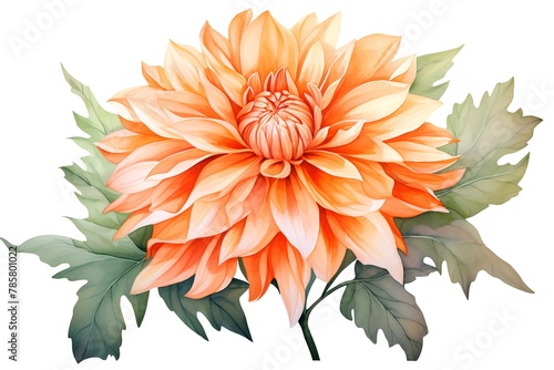 Orange dahlia flower isolated on white background. Watercolor illustration.