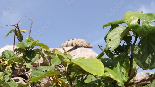 iguana tranquila en zona arqueológica de Tulum México photo