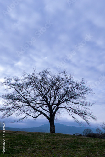 曇り空に一本の枯れ木