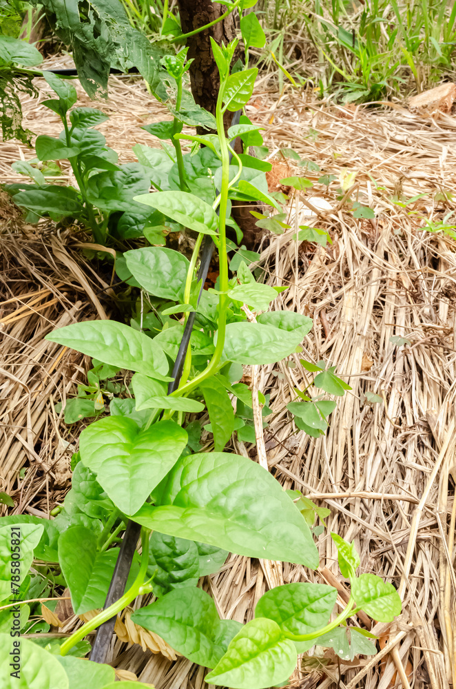 Obraz premium Spinach Plant