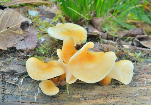 Edible mushrooms (Flammulina velutipes)