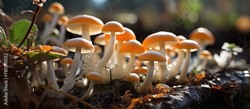 Mushrooms in the autumn forest. Close-up image.