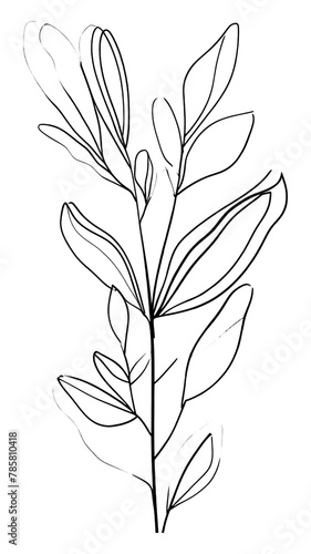 PNG Continuous line drawing plant sketch art backgrounds