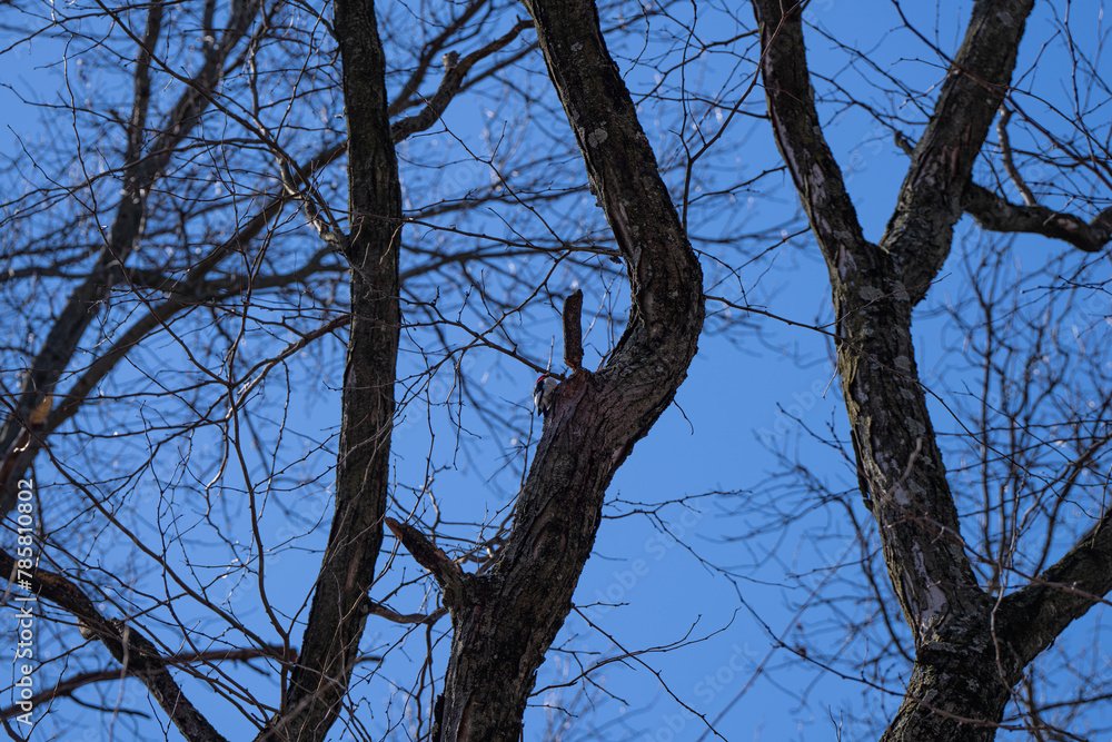 Fototapeta premium Woodpecker on a tree in the Tawawa Park, Ohio, USA