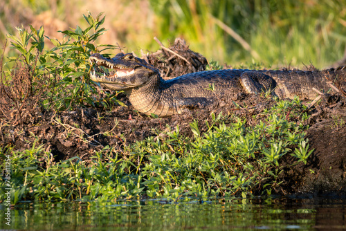 alligator with its mouth open in the Iberá Wetlands, Corrientes, Argentina
