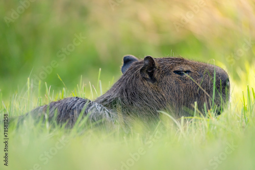 capybara sitting among the grass in the Esteros del Ibera, Corrientes, Argentina