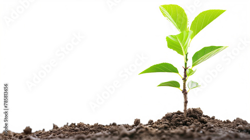 Wallpaper Mural A small green plant is growing in the dirt Torontodigital.ca