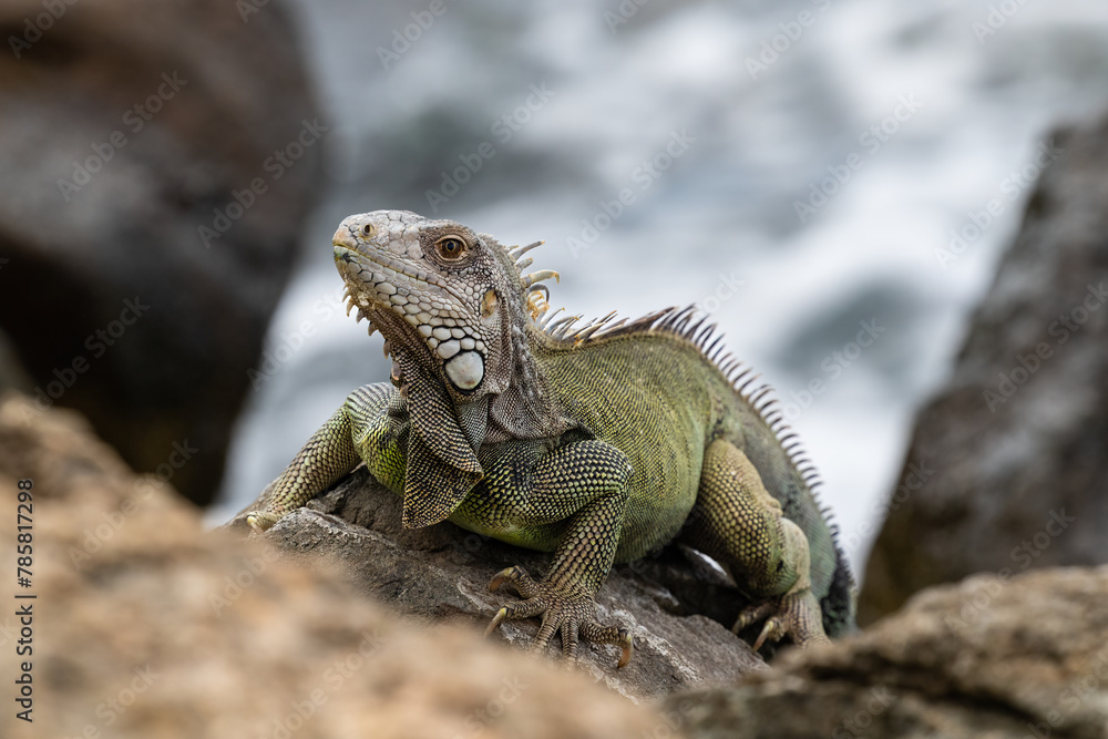 Green Iguana (Iguana iguana) standing on rocks, the shore of Aruba. Looking at the camera. Ocean in the background. 
