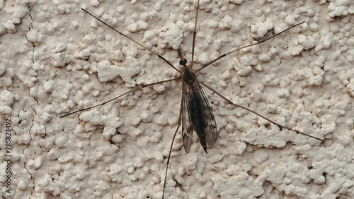 Crane fly on a stucco wall with wind  photo