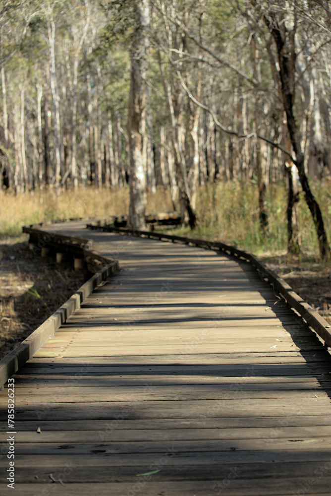 Fototapeta premium timber wooden pathway boardwalk through wetland and eucalyptus gum trees