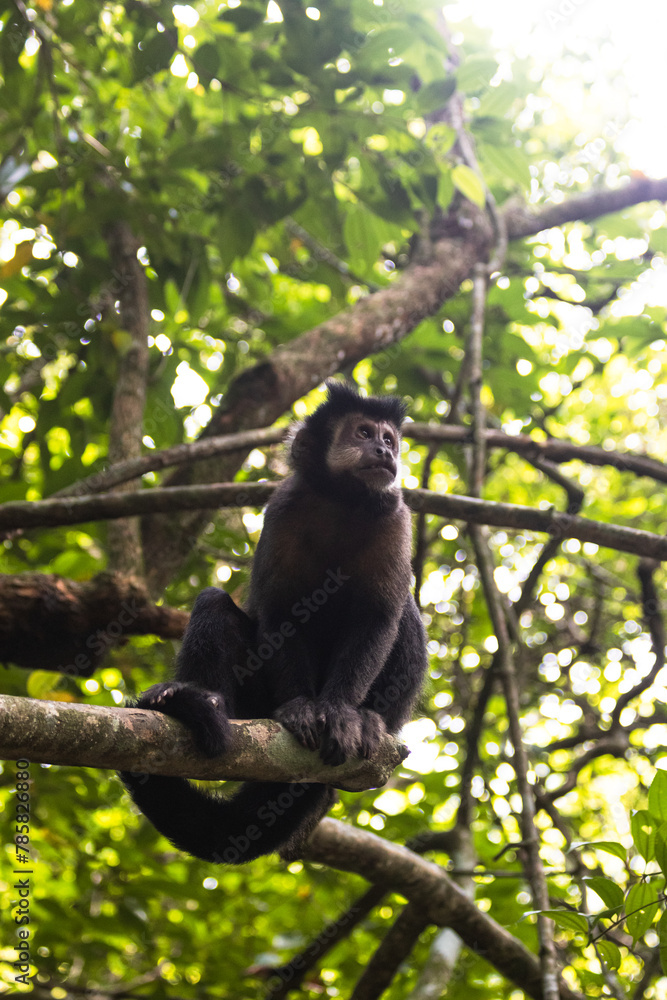 Black capuchin in a South American Jungle.
This monkey was found in Argentina. Sapajus nigritus. Black capuchin in a South American Jungle.
This monkey was found in Argentina. Sapajus nigritus.