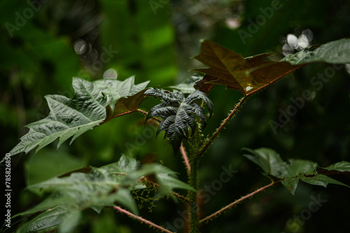 ortiga used in shamanic plant medicine ceremony