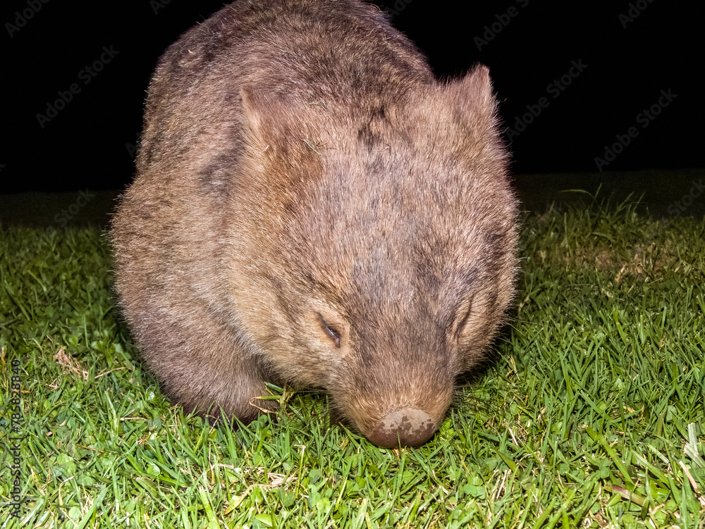 Bare-nosed Wombat in New South Wales, Australia Bare-nosed Wombat in New South Wales, Australia