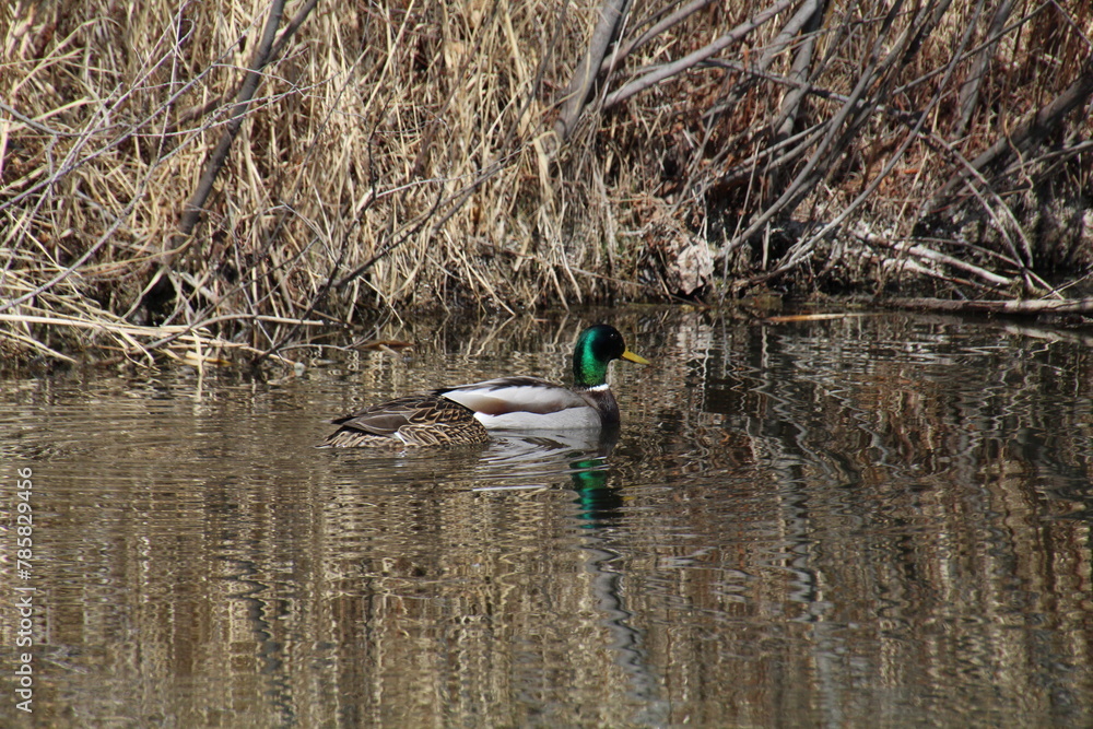 Ducks On The Lake, Pylypow Wetlands, Edmonton, Alberta Ducks On The Lake, Pylypow Wetlands, Edmonton, Alberta