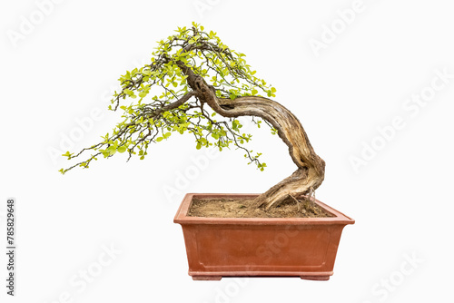 boxwood tree bonsai © chungking