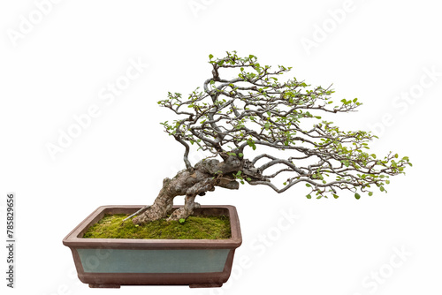 elm bonsai on white