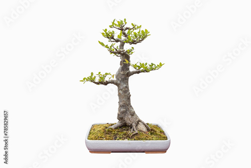 elm bonsai isolated © chungking