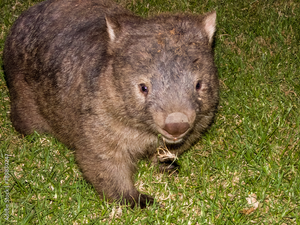 Bare-nosed Wombat in New South Wales, Australia Bare-nosed Wombat in New South Wales, Australia