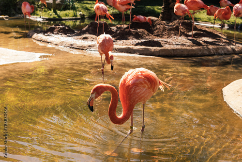 Animals in the zoo. Wild African animals in a summer forest on a sunny day. Outdoor activities with children. Riverbanks Zoo and Garden, Columbia, South Carolina, USA. American flamingos in the zoo