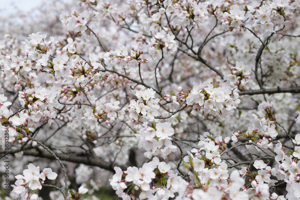Branches of sakura flowers, cherry blossom Branches of sakura flowers, cherry blossom