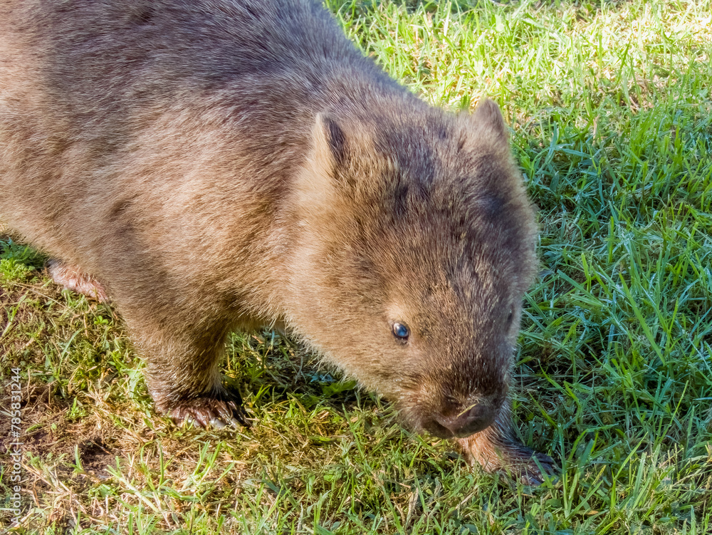 Bare-nosed Wombat in New South Wales, Australia Bare-nosed Wombat in New South Wales, Australia
