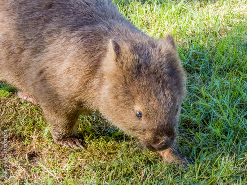 Bare-nosed Wombat in New South Wales, Australia