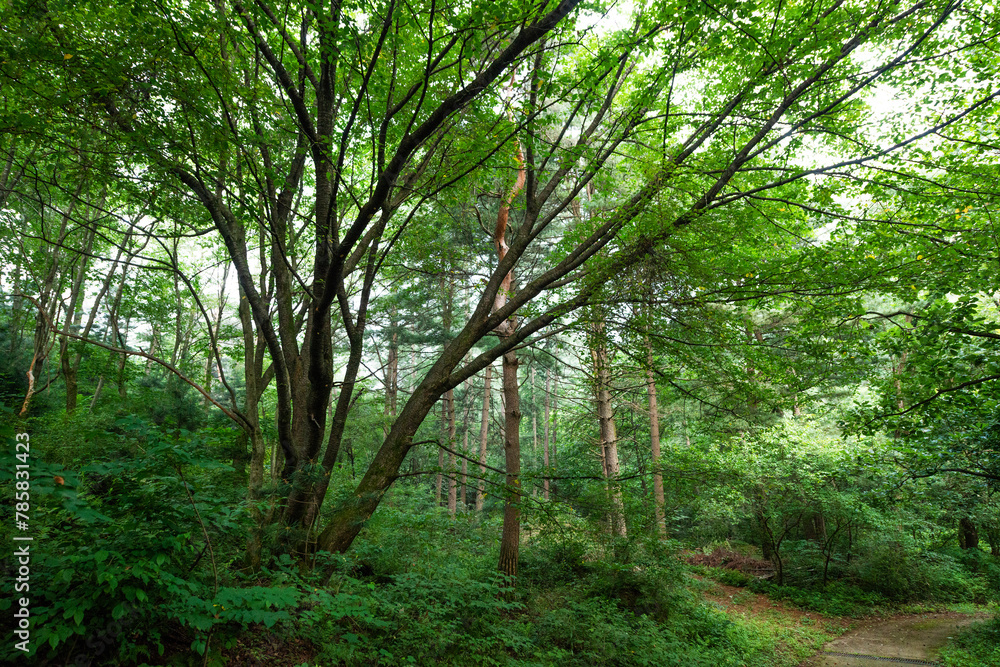 Obraz premium 푸르른숲에 오솔길이 있는 산책로