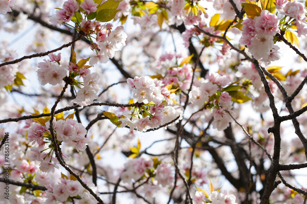 Branches of sakura flowers, cherry blossom Branches of sakura flowers, cherry blossom