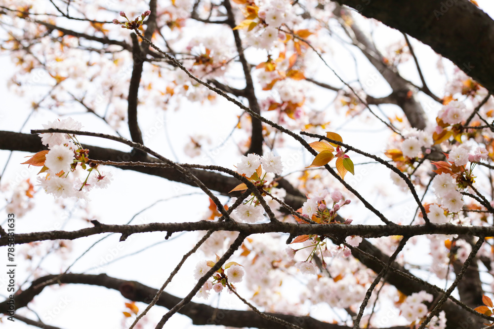 Branches of sakura flowers, cherry blossom Branches of sakura flowers, cherry blossom
