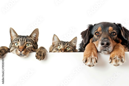 Row of the tops of heads of cats and dogs with paws up peeking over a blank white background © rainbow