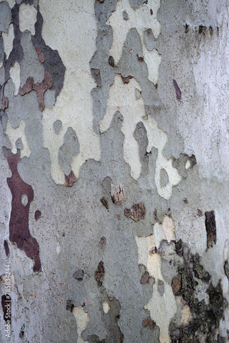 Abstract wood tree bark texture