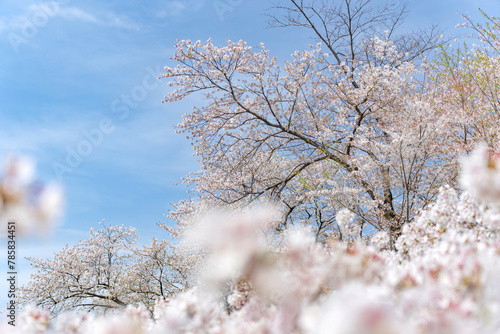 桜 photo