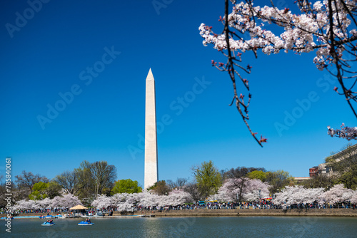 Cherry blossoms in Washington DC. Traditional spring festival of Japanese cherry blossoms. Tidal Basin and Washington Monument.