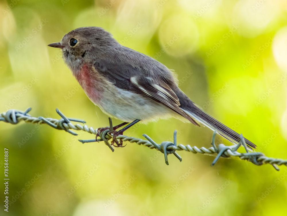 Obraz premium Rose Robin in New South Wales, Australia