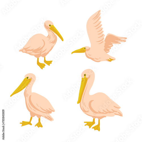 vector drawing pelicans, wild birds isolated at white background, hand drawn illustration