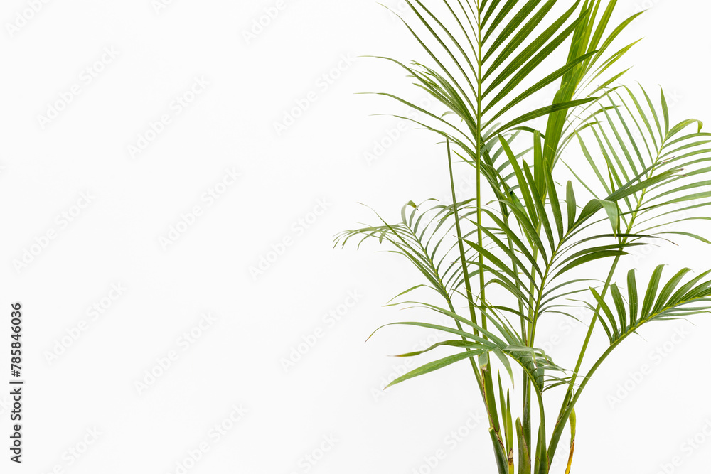 Fototapeta premium Cataract palm over white background with blank space for text