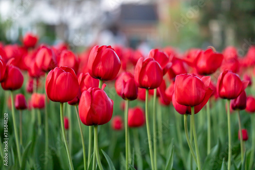 Tulips blooming in a park. Spring flowers