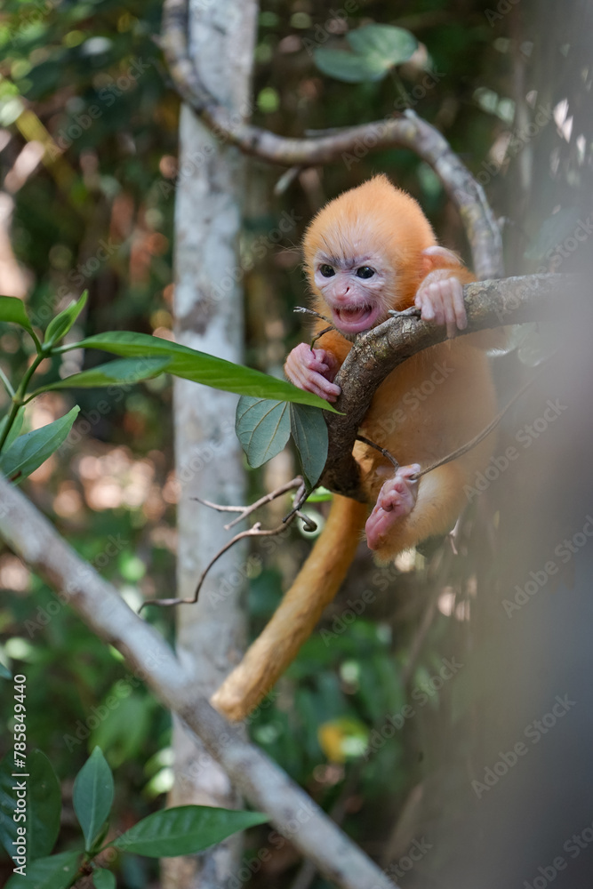 Fototapeta premium view of Juvenile Silvery Lutung Trachypithecus Cristatus hanging on branch with beautiful eyes and silver hair