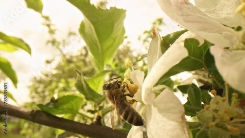 Wallpaper Mural Closeup of european honey bee apis mellifera collecting nectar and pollen on large number of fastly visited white blooms pollinated by this work on early spring without any green leaf on the tree. Torontodigital.ca