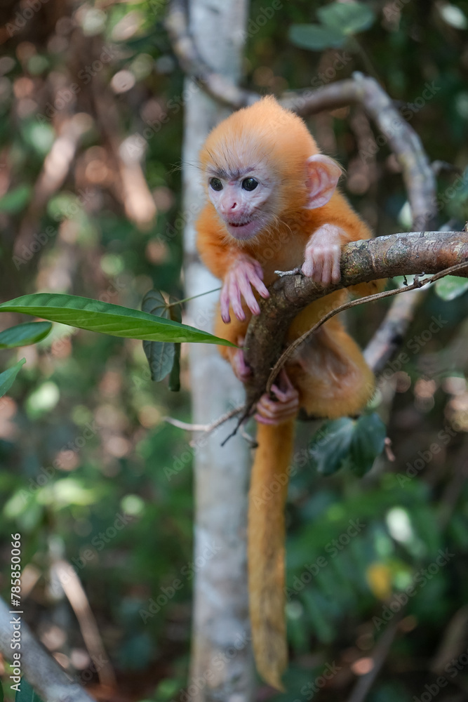 view of Juvenile Silvery Lutung Trachypithecus Cristatus hanging on branch with beautiful eyes and silver hair view of Juvenile Silvery Lutung Trachypithecus Cristatus hanging on branch with beautiful eyes and silver hair